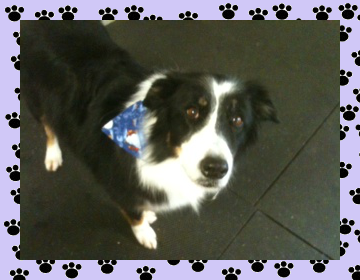 Border Collie - April's Doggie Spa